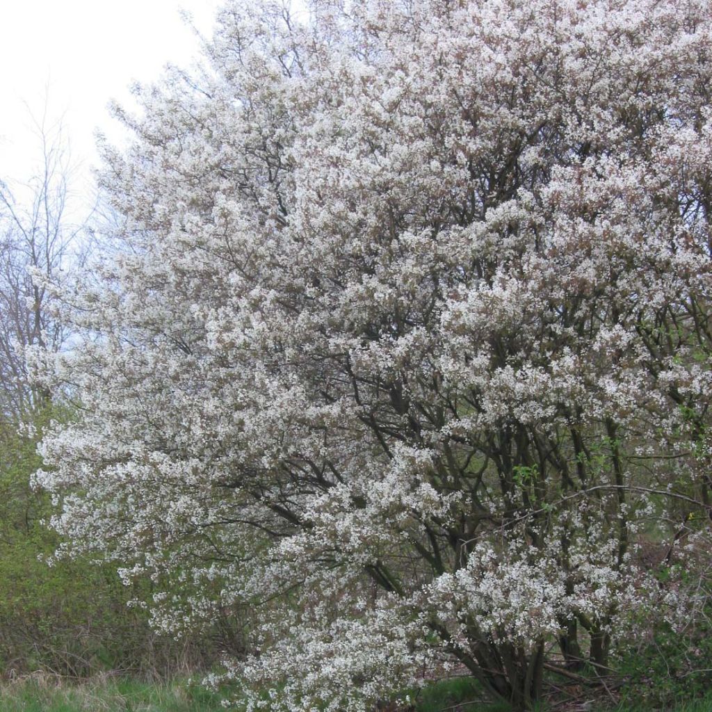 Rusotuomipihlaja - Amelanchier lamarckii