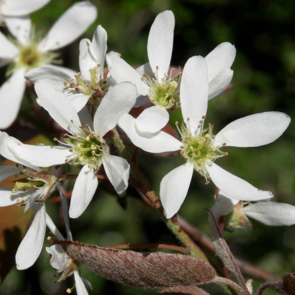 Rusotuomipihlaja - Amelanchier lamarckii