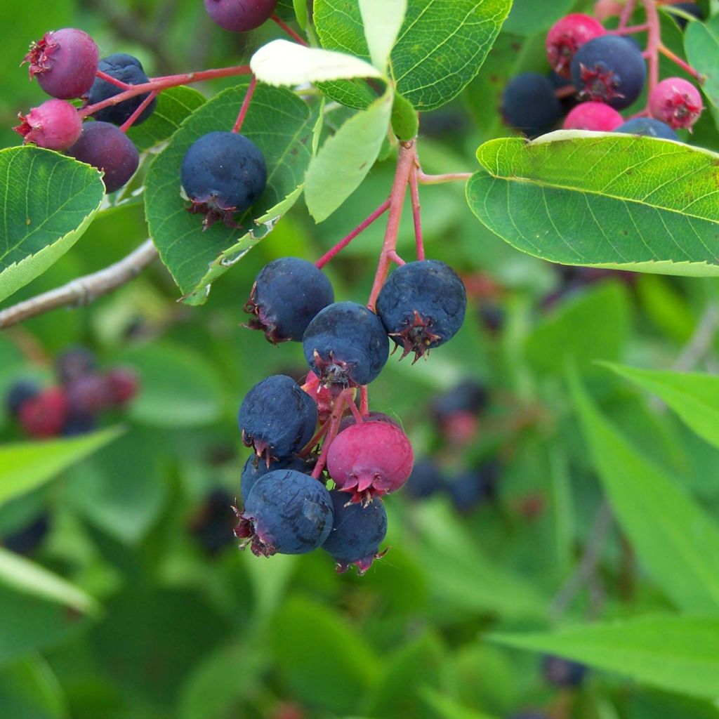 Rusotuomipihlaja - Amelanchier lamarckii