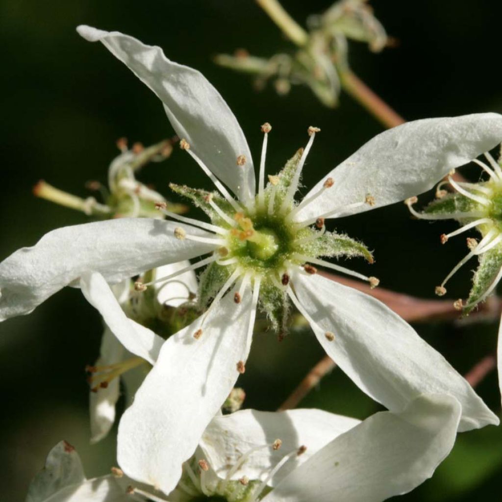 Rusotuomipihlaja - Amelanchier lamarckii