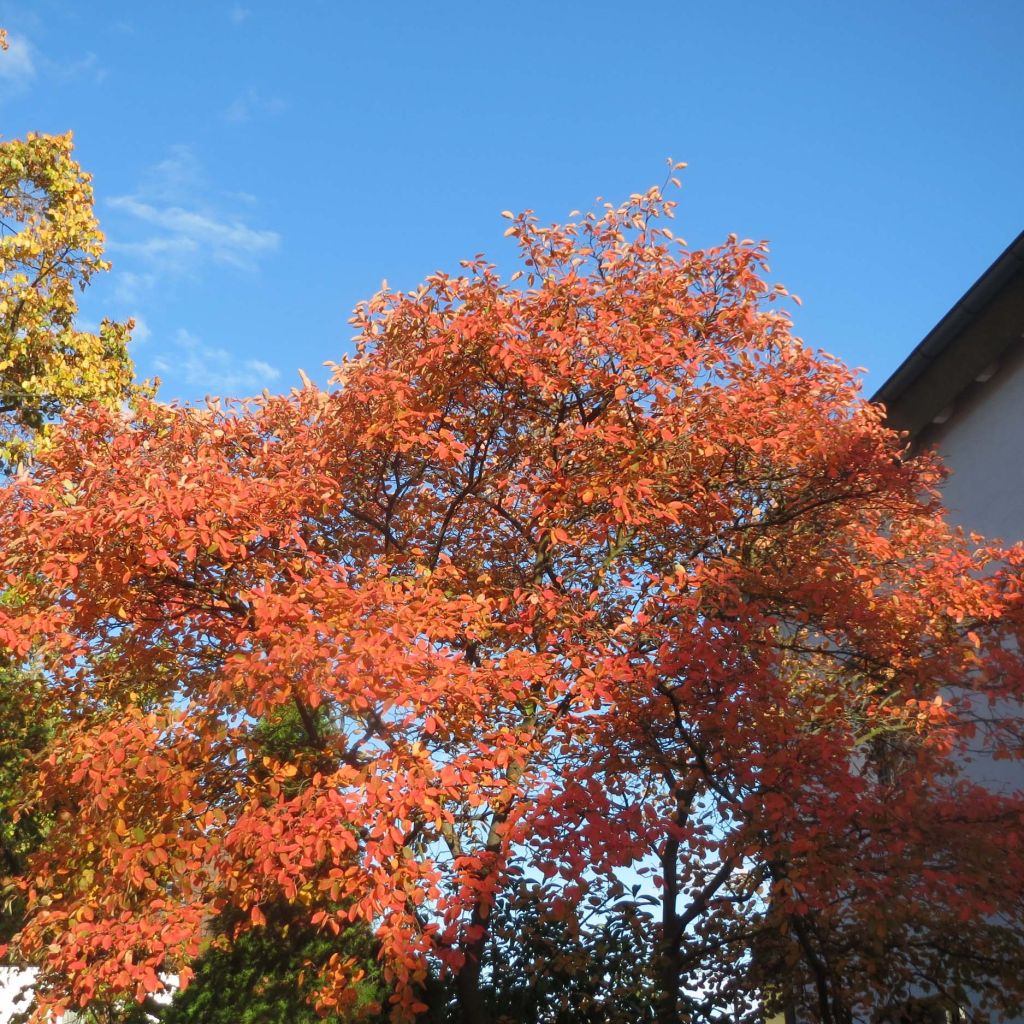 Rusotuomipihlaja - Amelanchier lamarckii