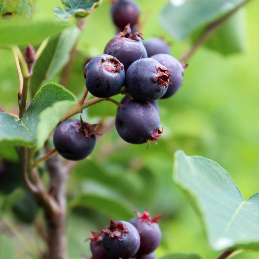 Marjatuomipihlaja Saskablue - Amelanchier alnifolia
