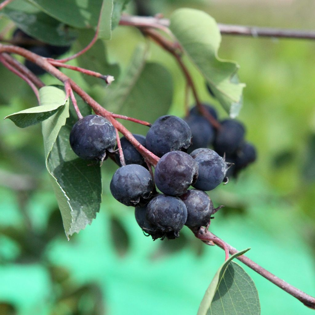 Marjatuomipihlaja Saskablue - Amelanchier alnifolia