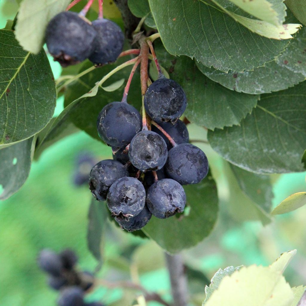Marjatuomipihlaja Saskablue - Amelanchier alnifolia