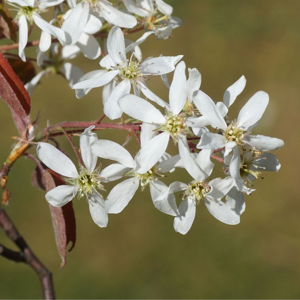 Rusotuomipihlaja - Amelanchier lamarckii