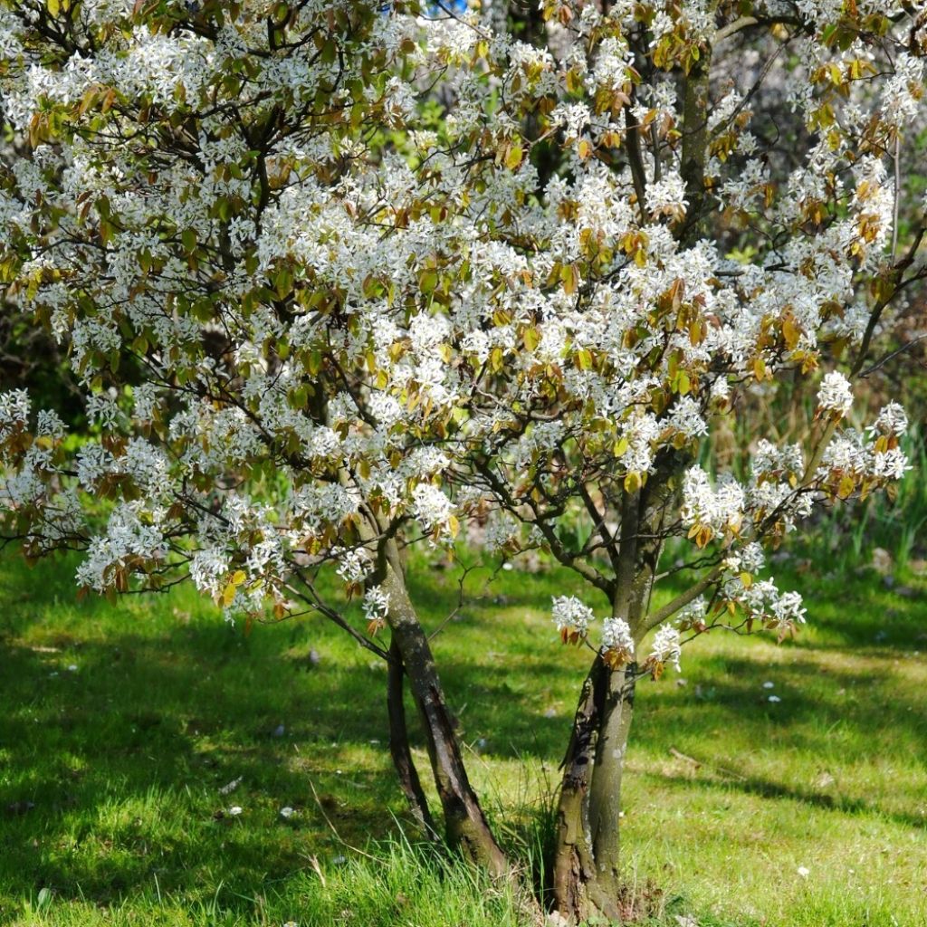 Rusotuomipihlaja - Amelanchier lamarckii