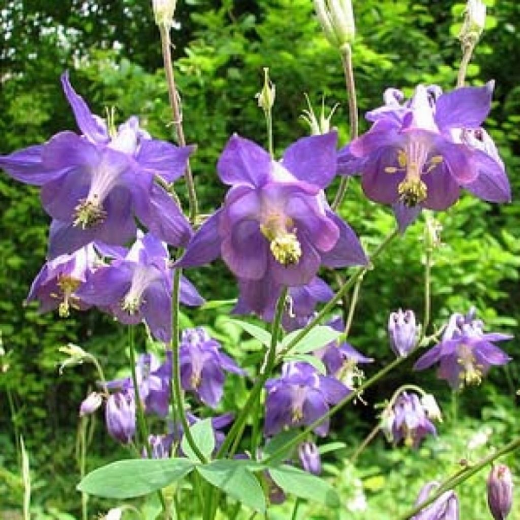 Alppiakileija - Aquilegia alpina
