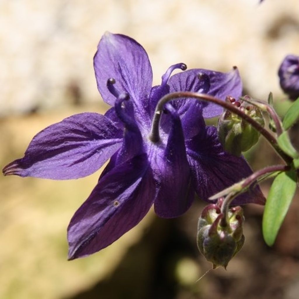 Alppiakileija - Aquilegia alpina
