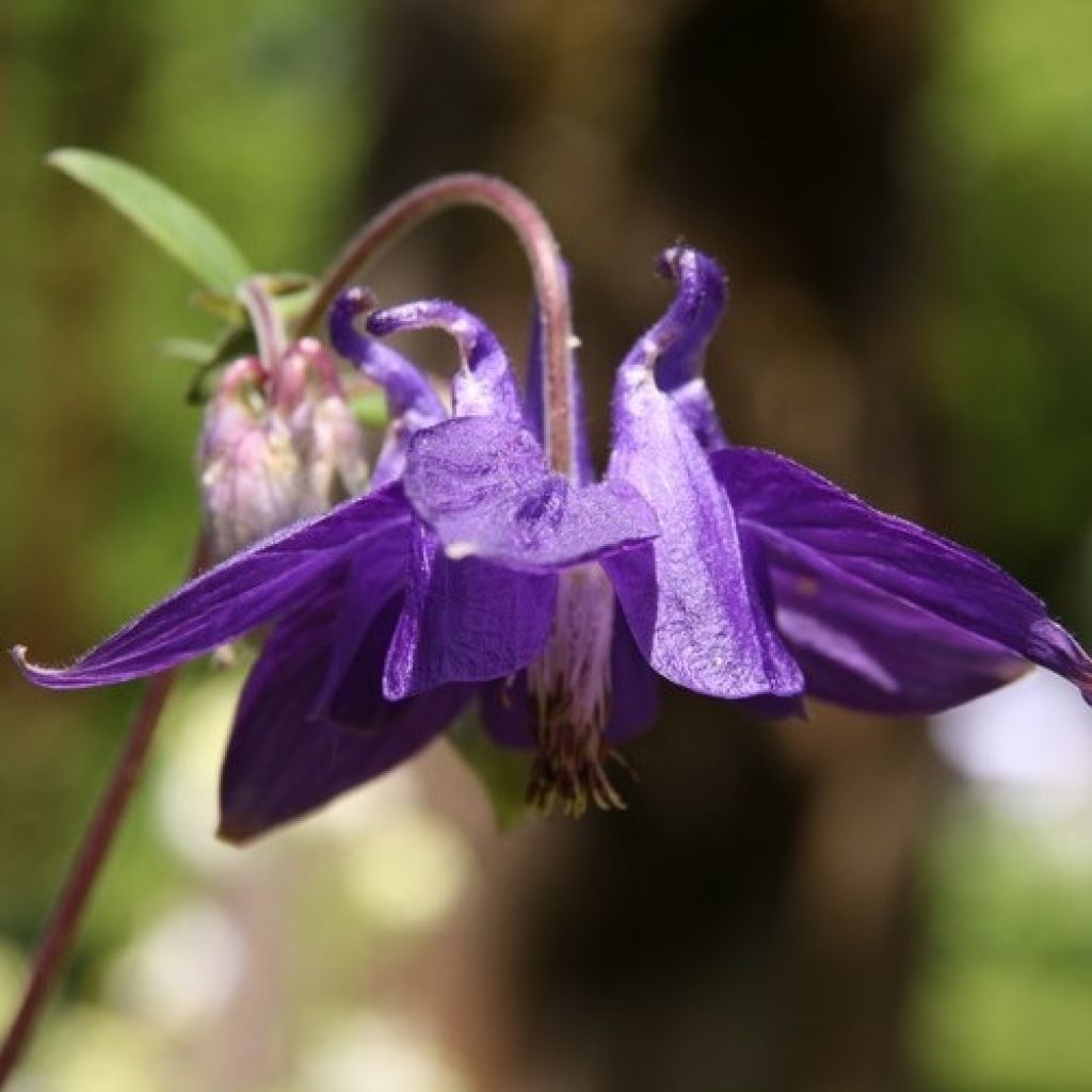 Alppiakileija - Aquilegia alpina
