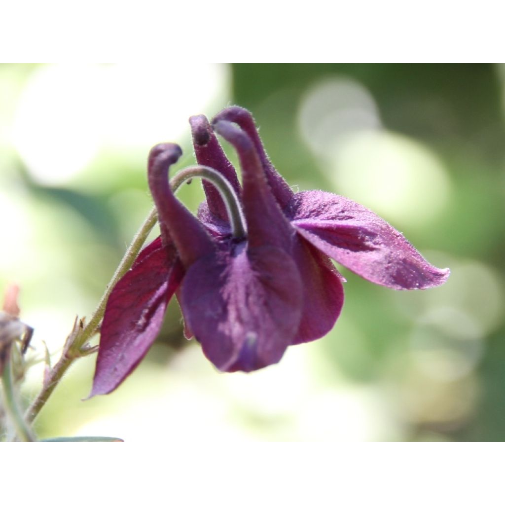 Sysiakileija - Aquilegia atrata