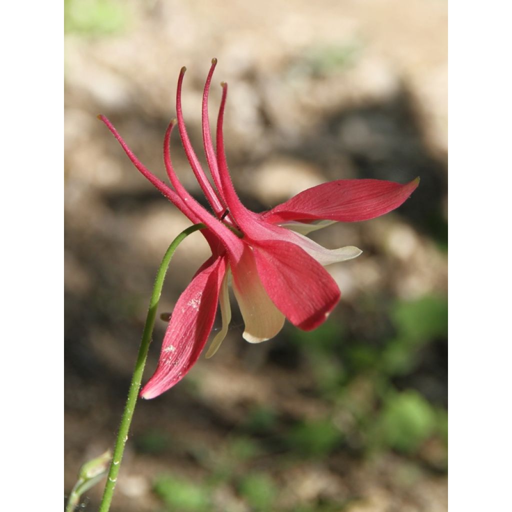 Lehtoakileija Crimson Star
