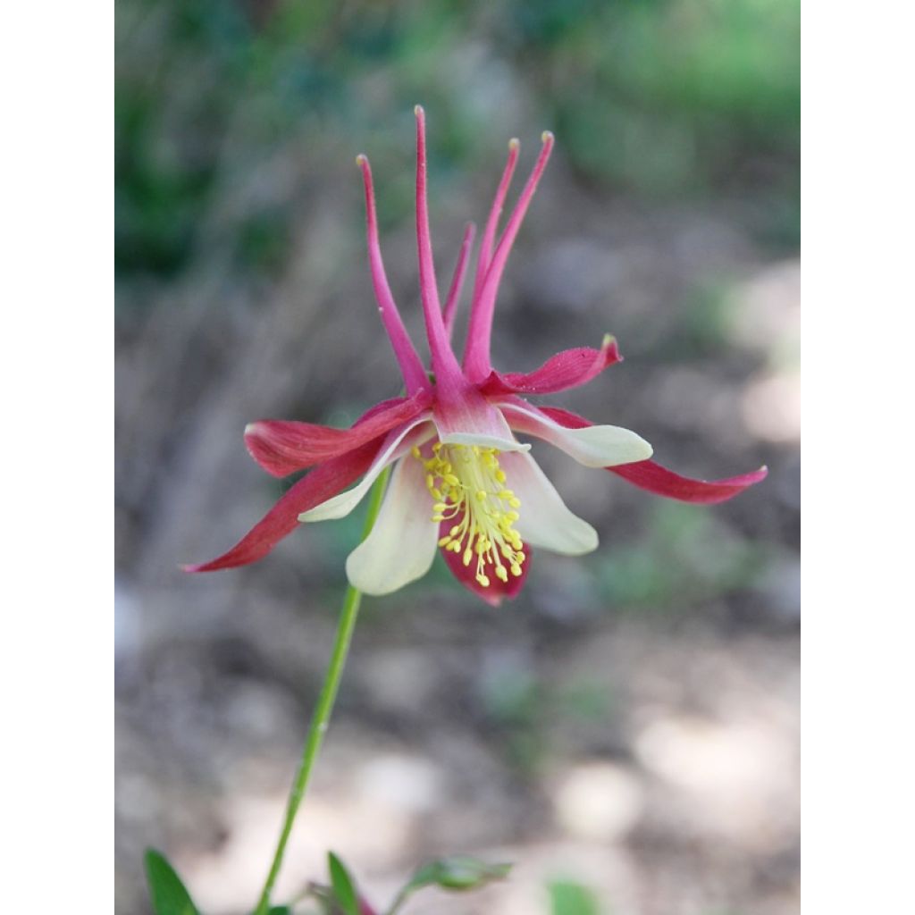 Lehtoakileija Crimson Star