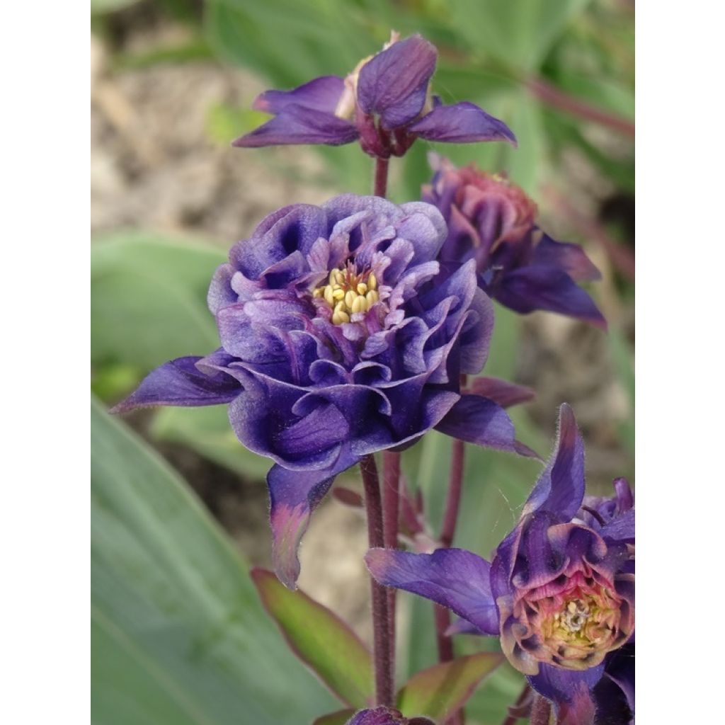 Lehtoakileija Winky Double Dark Blue White