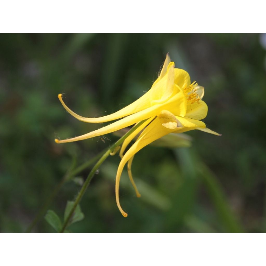 Kulta-akileija Yellow Queen