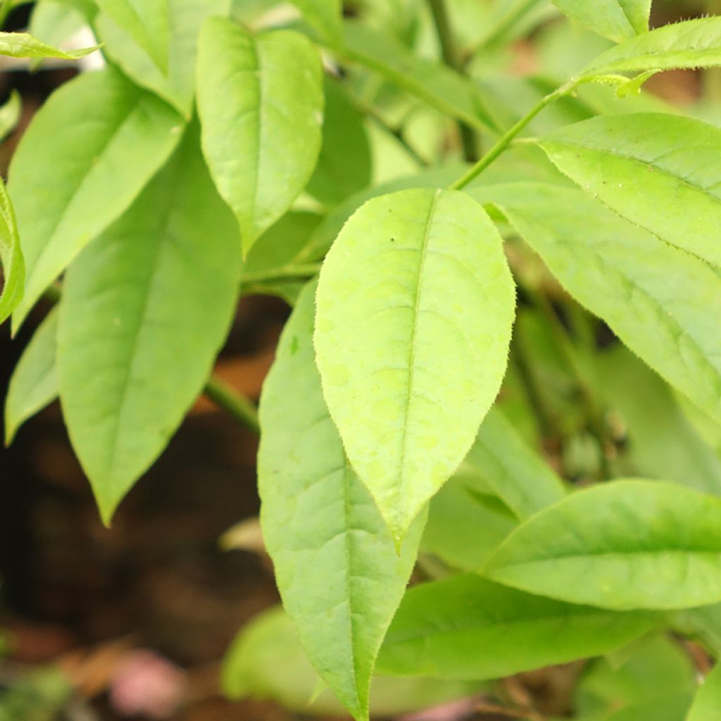 Oxydendron arboreum