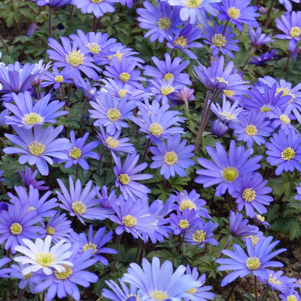 Balkaninvuokko Blue Shades
