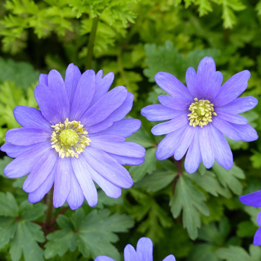 Balkaninvuokko Blue Shades