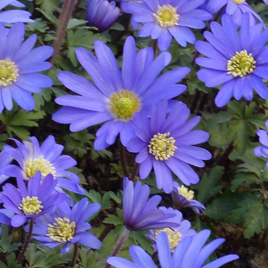Balkaninvuokko Blue Shades