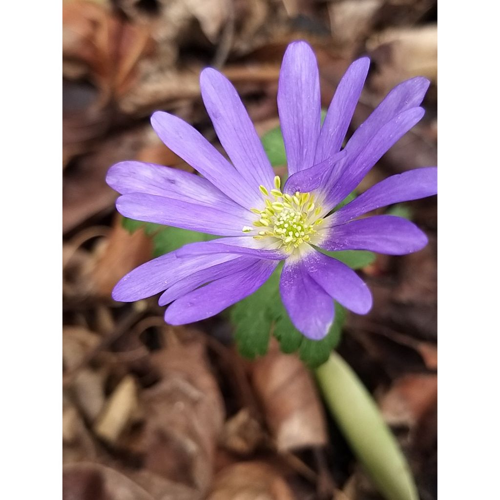 Balkaninvuokko Blue Shades