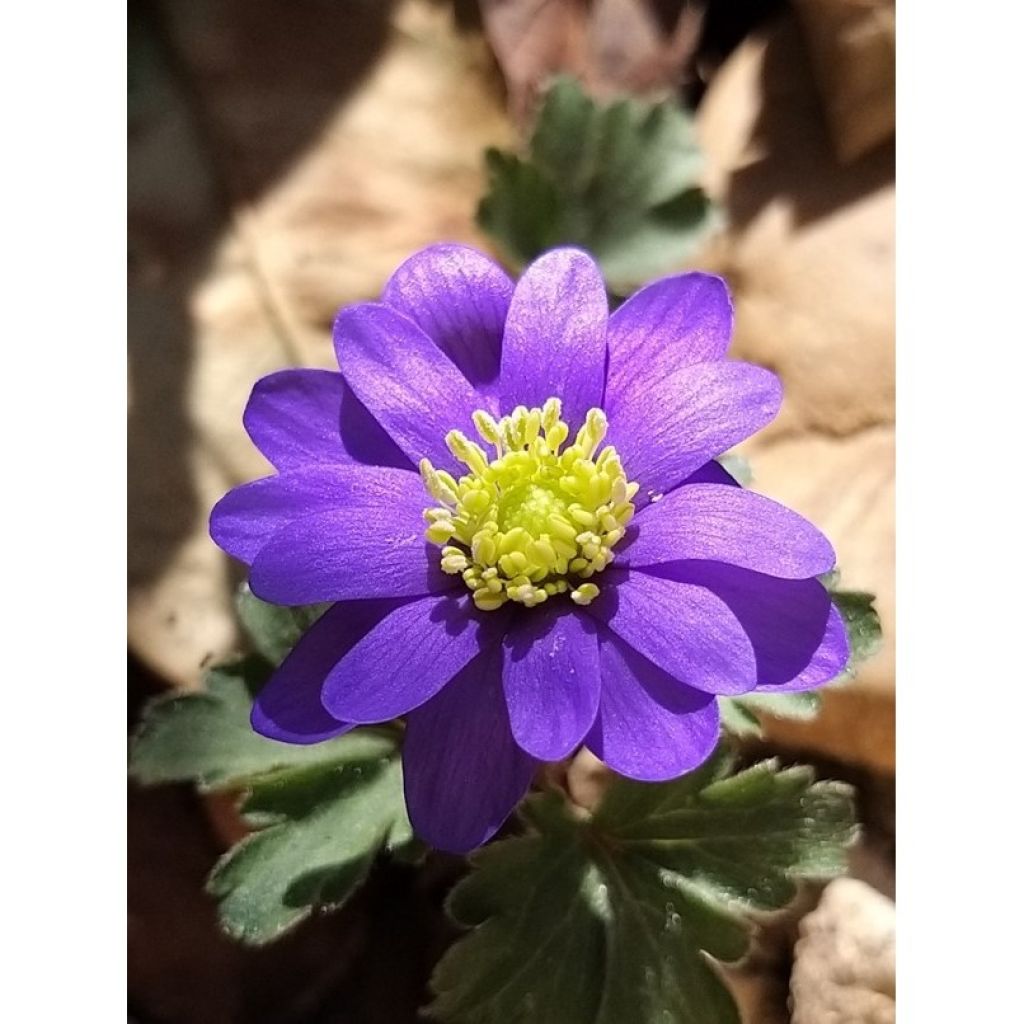 Balkaninvuokko Blue Shades
