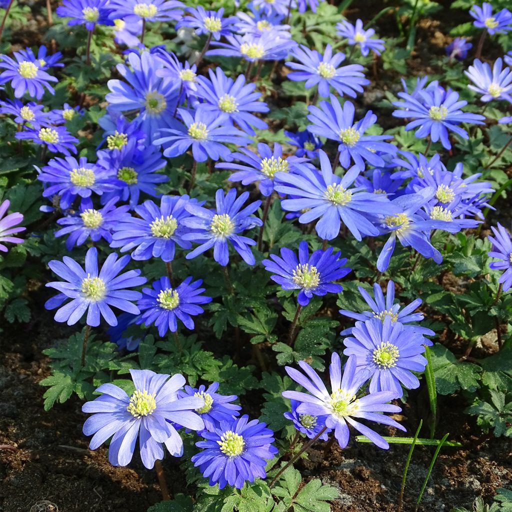 Balkaninvuokko Blue Shades