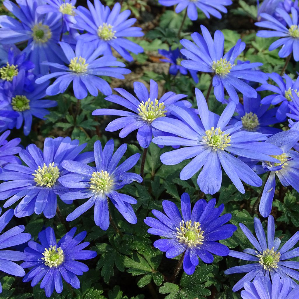 Balkaninvuokko Blue Shades