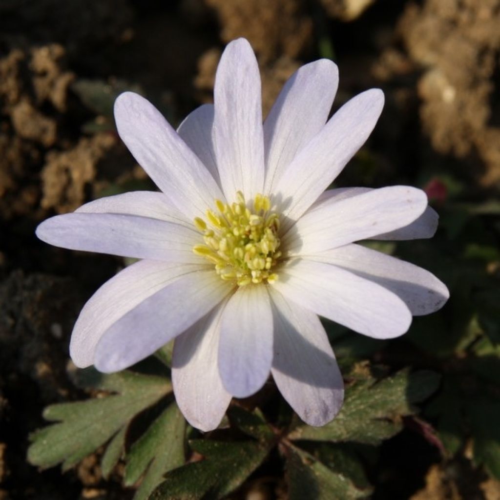 Balkaninvuokko White Splendour