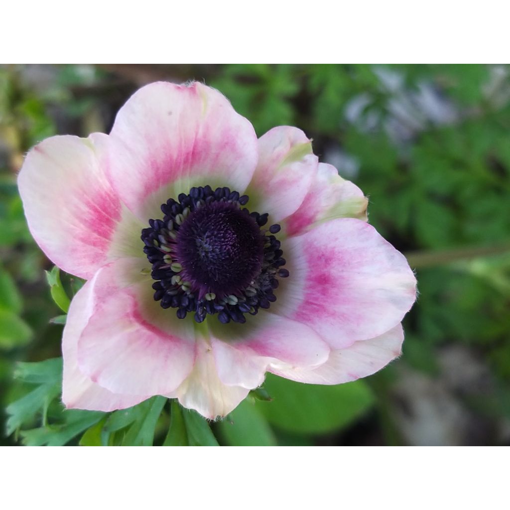 Kruunuvuokko Bicolor