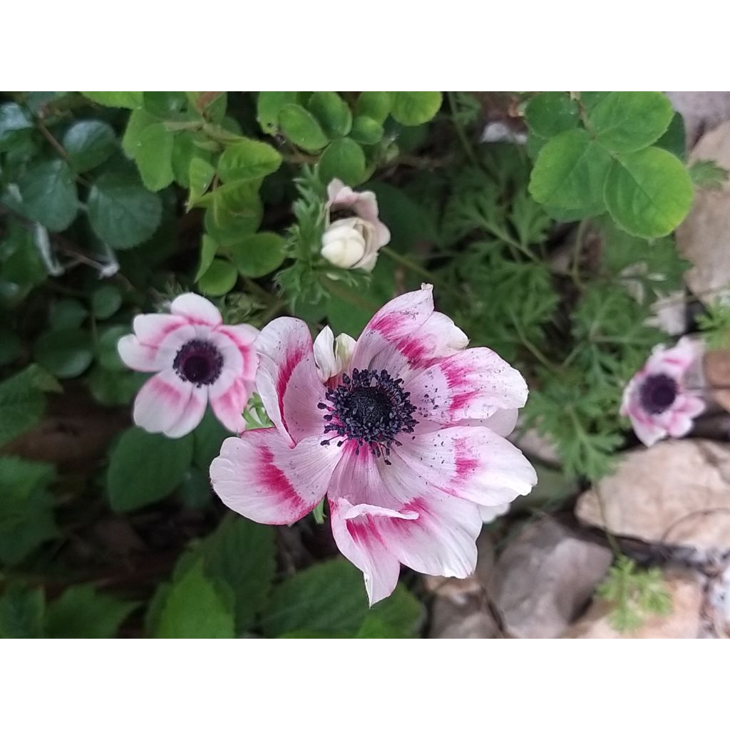 Kruunuvuokko Bicolor