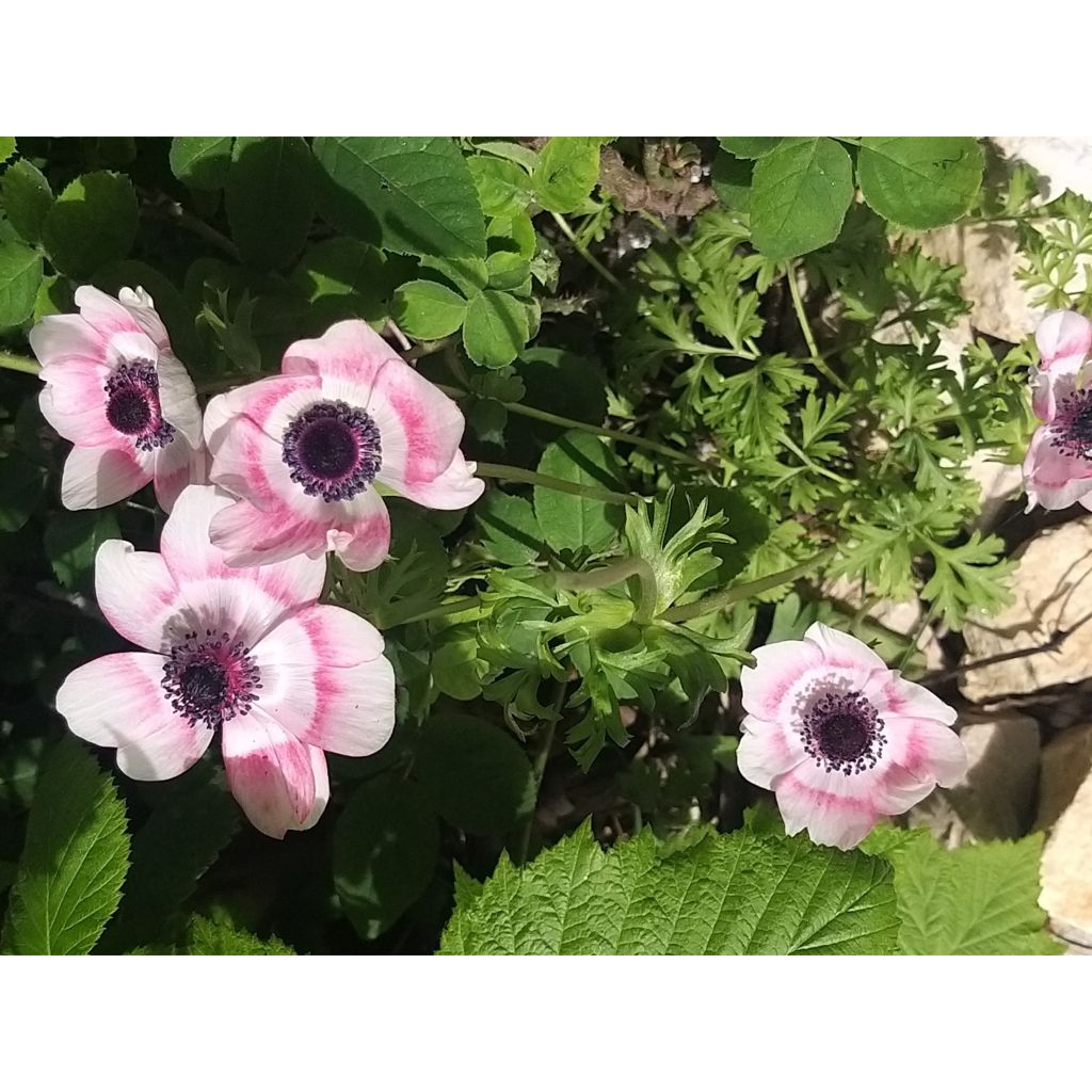 Kruunuvuokko Bicolor
