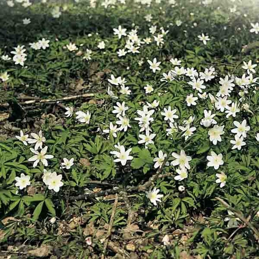 Valkovuokko - Anemone nemorosa