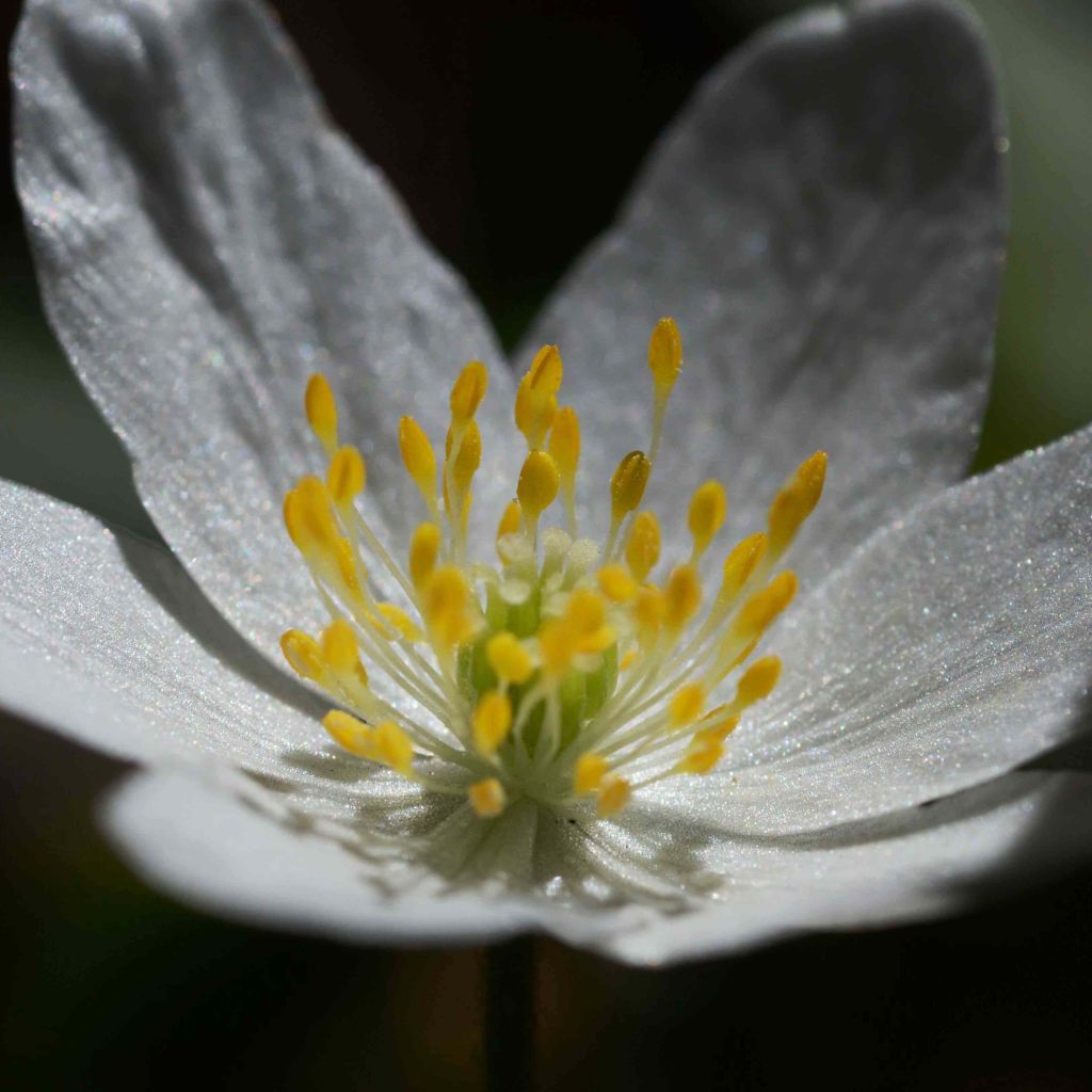 Valkovuokko - Anemone nemorosa