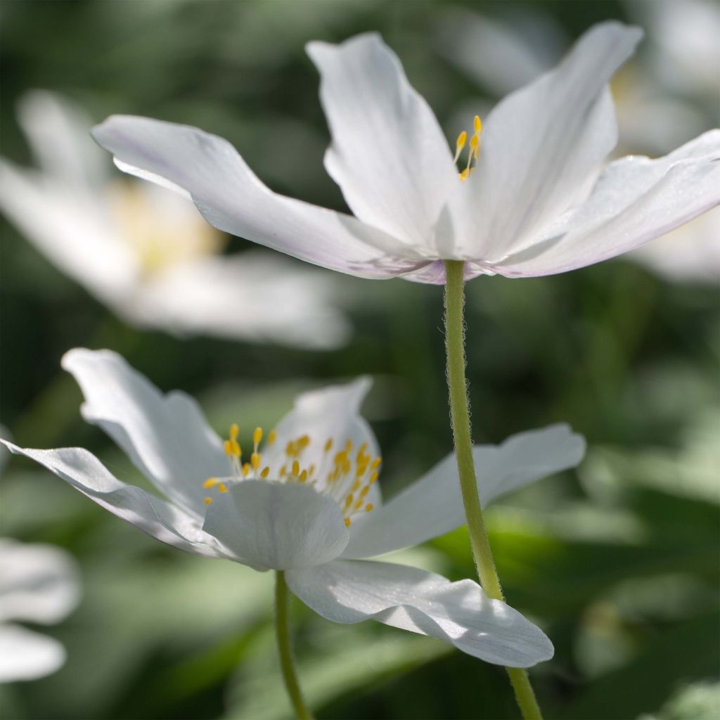 Valkovuokko - Anemone nemorosa