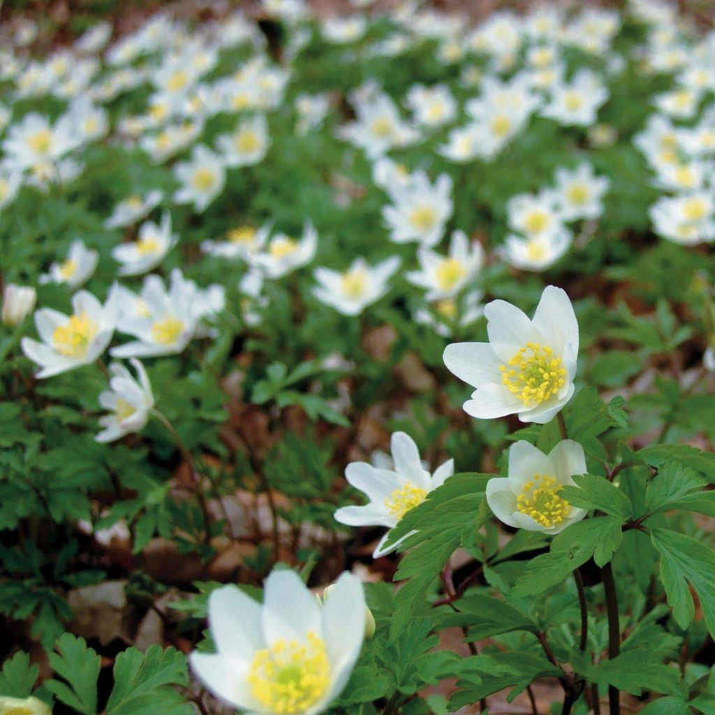 Valkovuokko - Anemone nemorosa