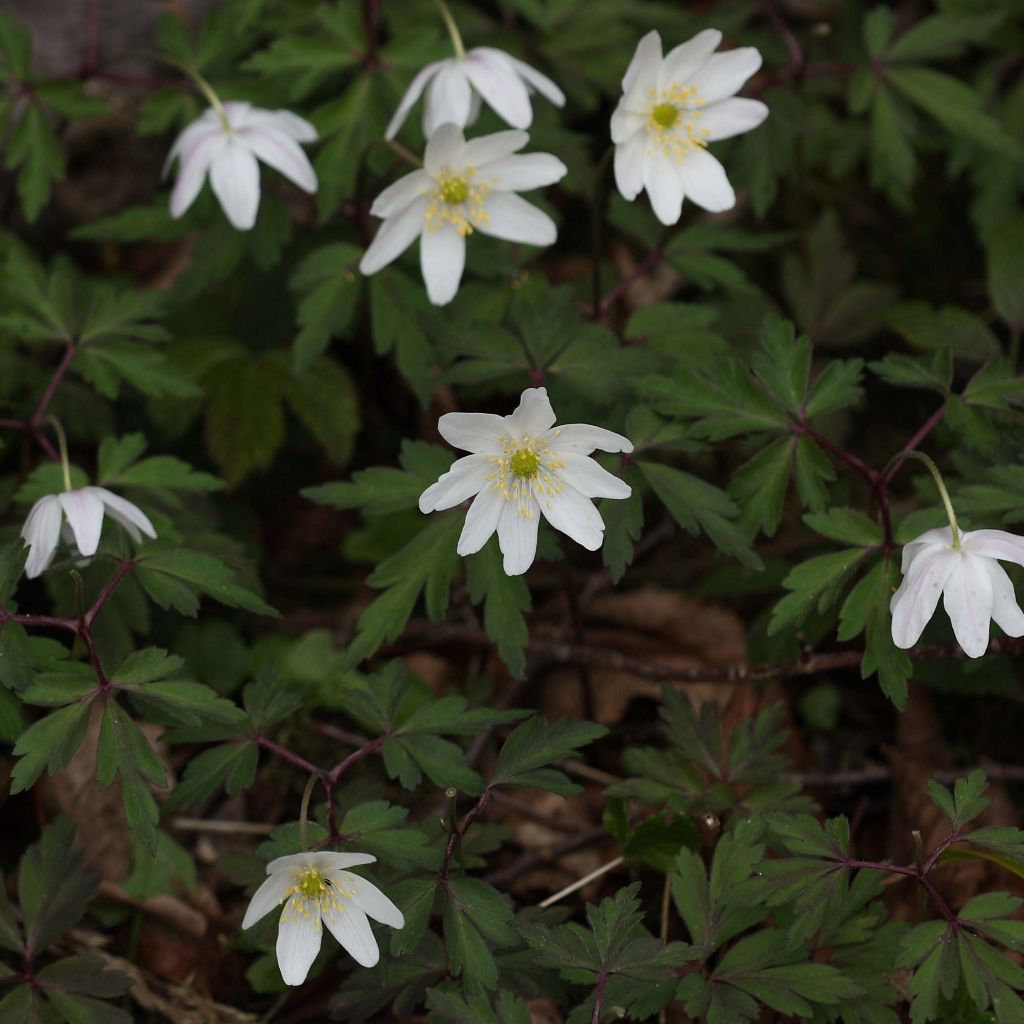 Valkovuokko - Anemone nemorosa