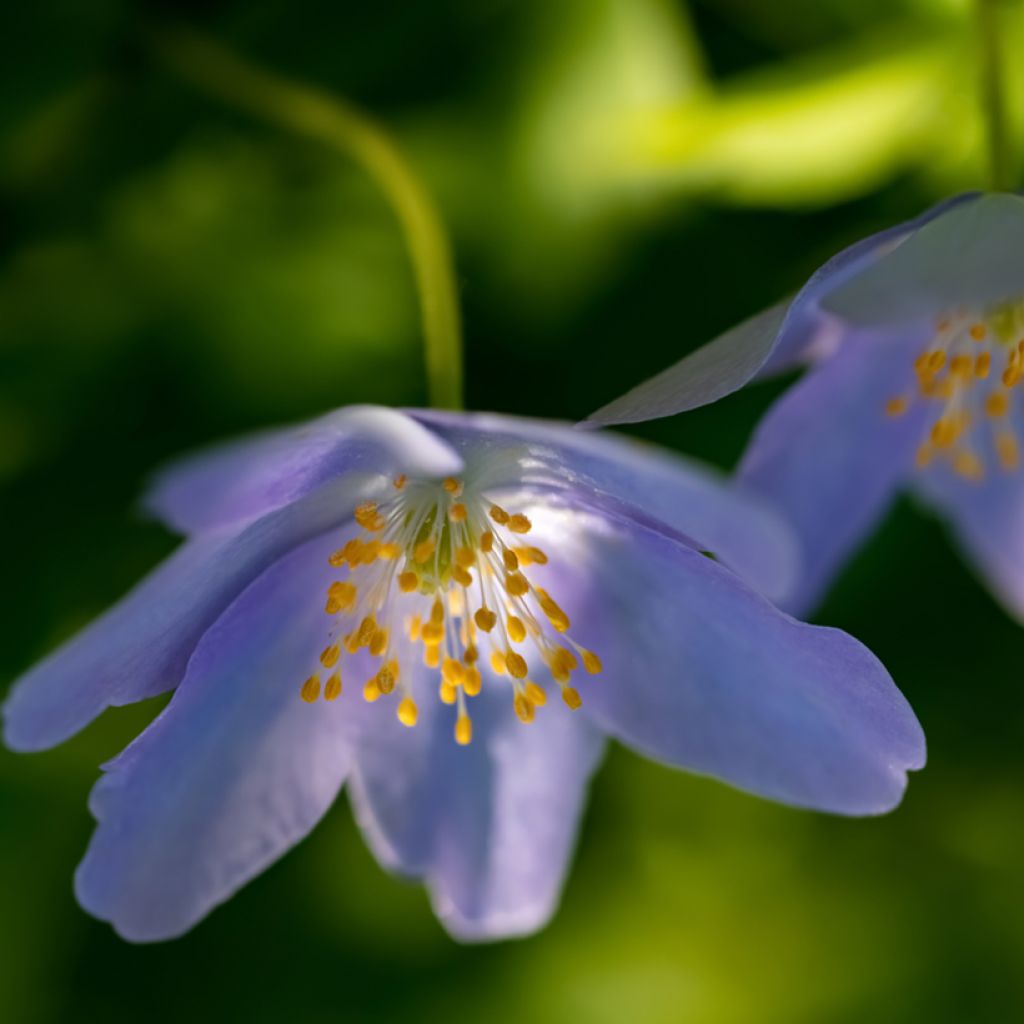 Valkovuokko Royal Blue