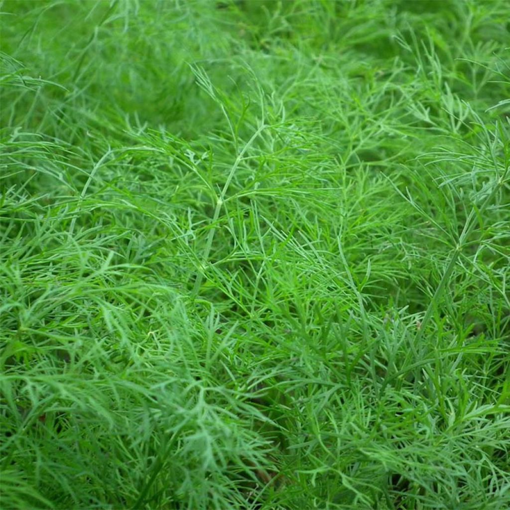 Maustetilli luomu - Anethum graveolens
