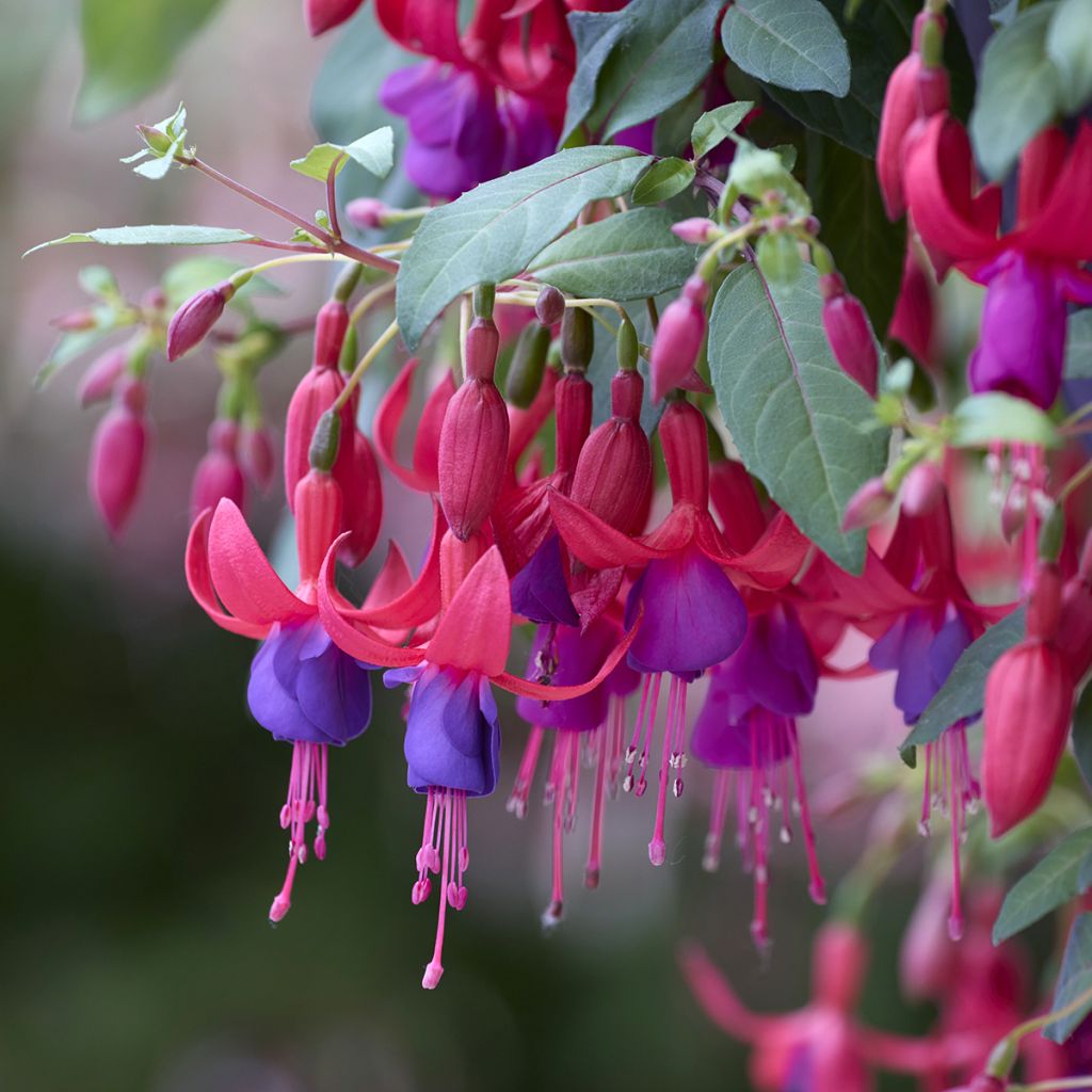 Verenpisara - Fuchsia angela