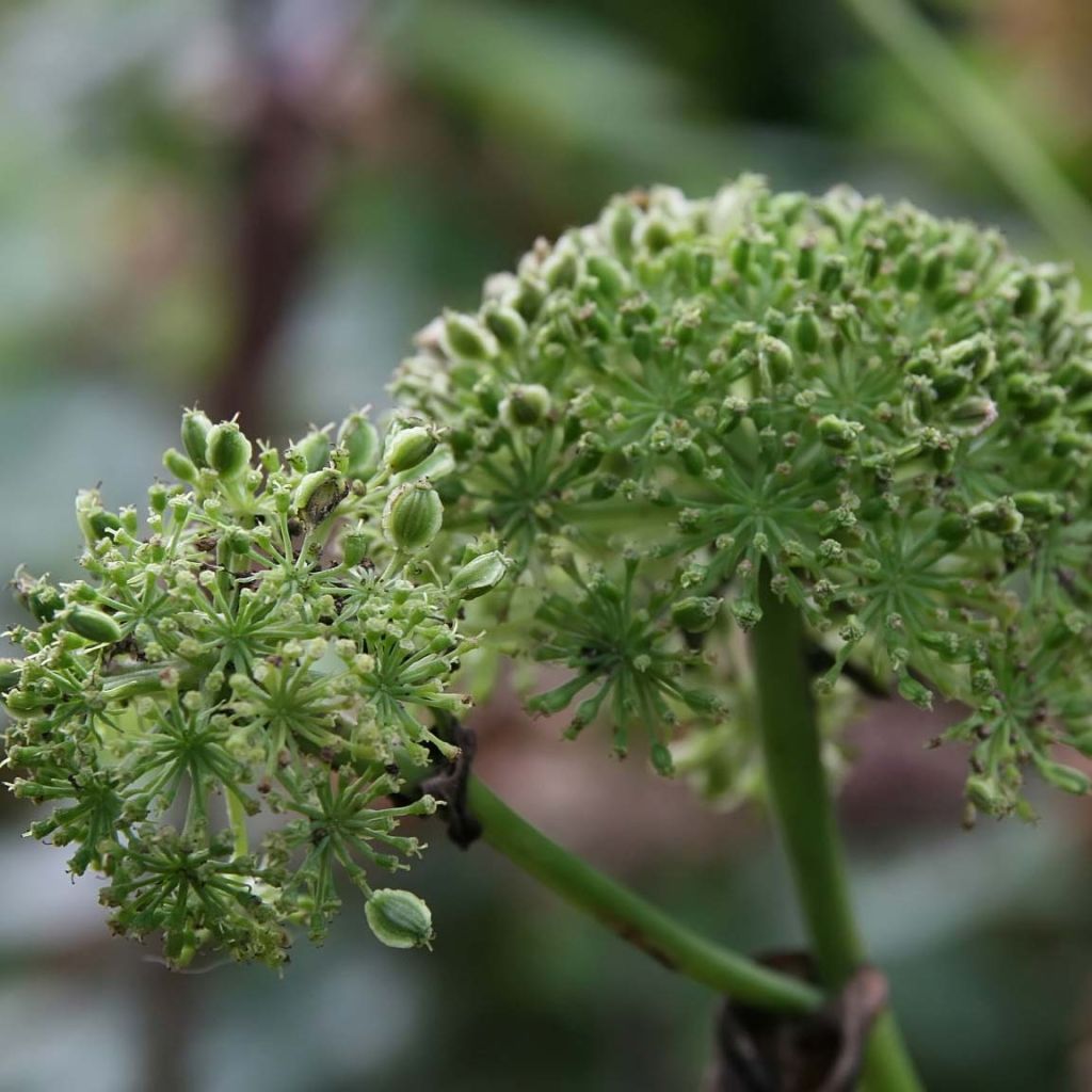 Jättikarhunputki - Angelica gigas