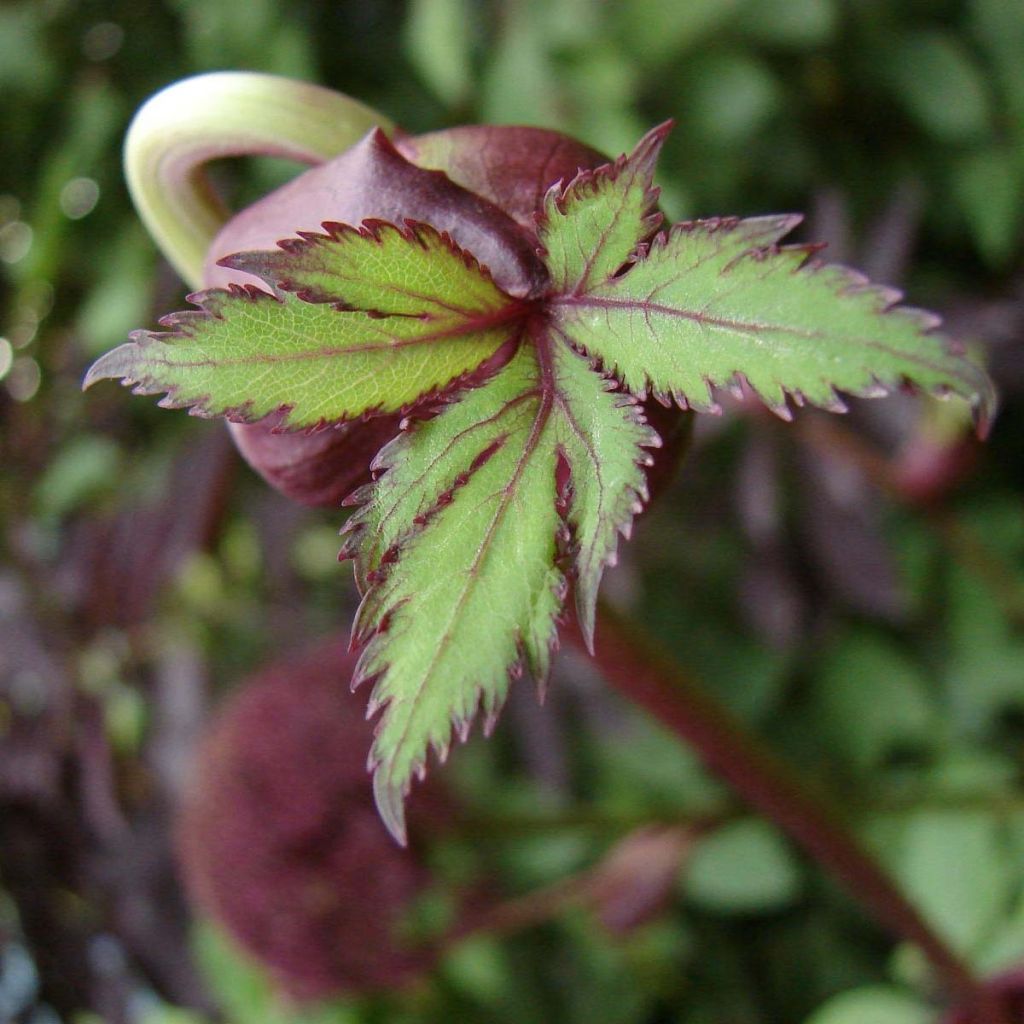 Jättikarhunputki - Angelica gigas