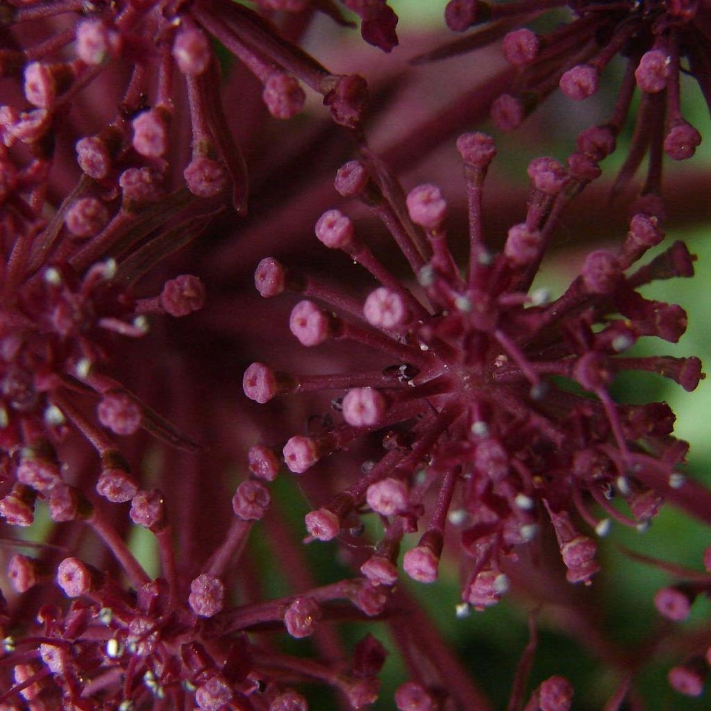Jättikarhunputki - Angelica gigas