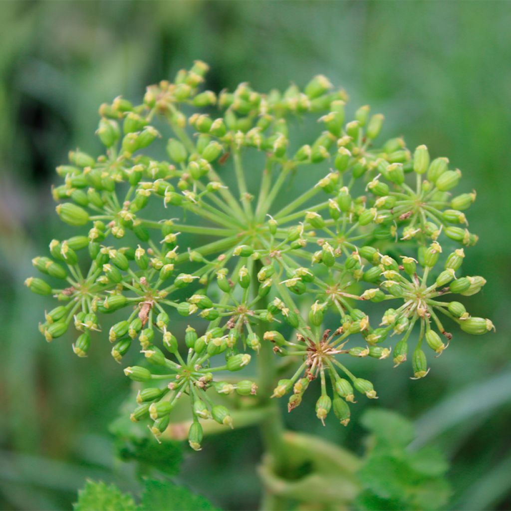 Karhunputke - Angelica pachycarpa