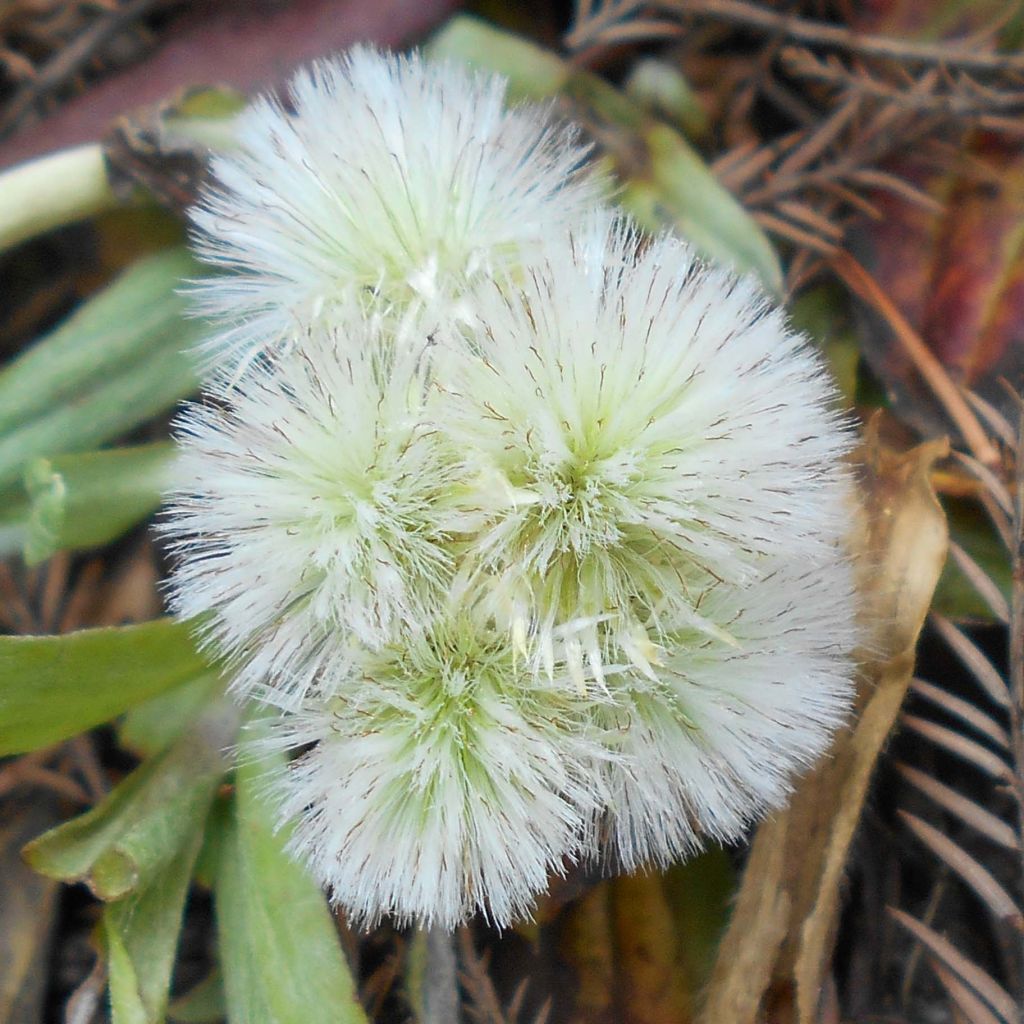 Kollinkäpälä - Antennaria plantaginifolia