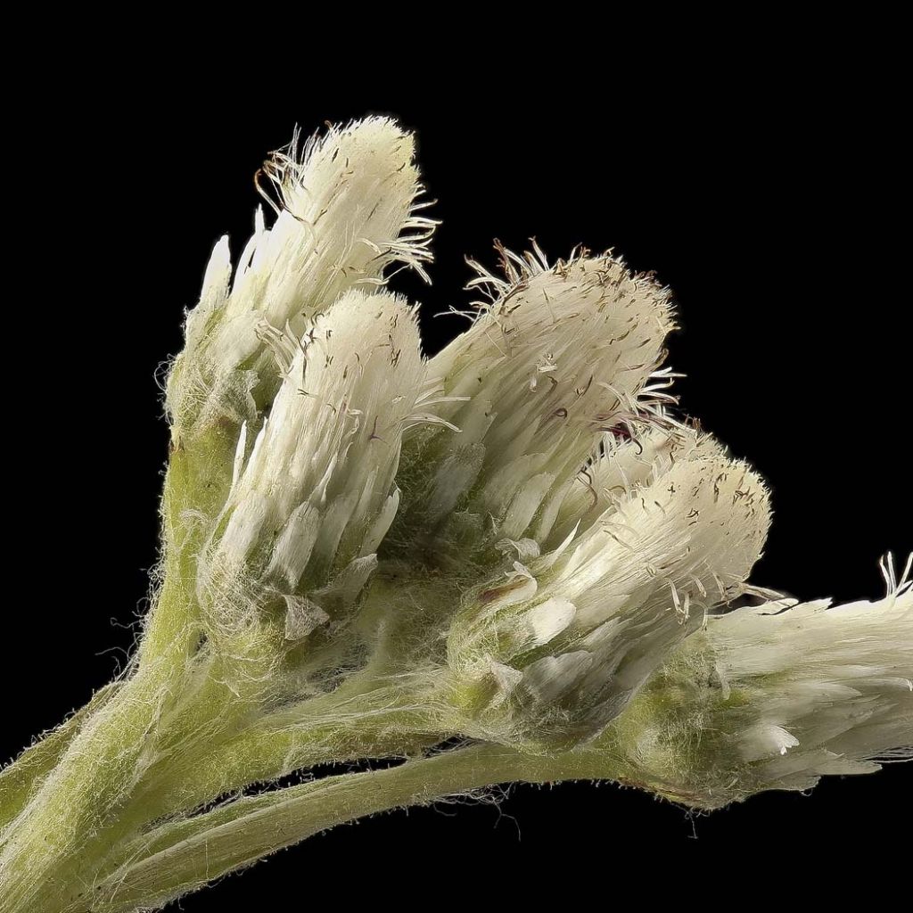 Kollinkäpälä - Antennaria plantaginifolia