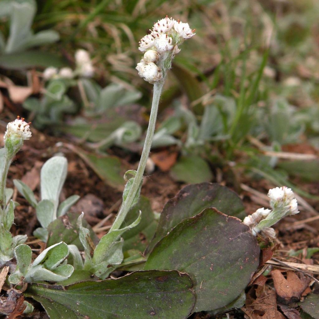 Kollinkäpälä - Antennaria plantaginifolia