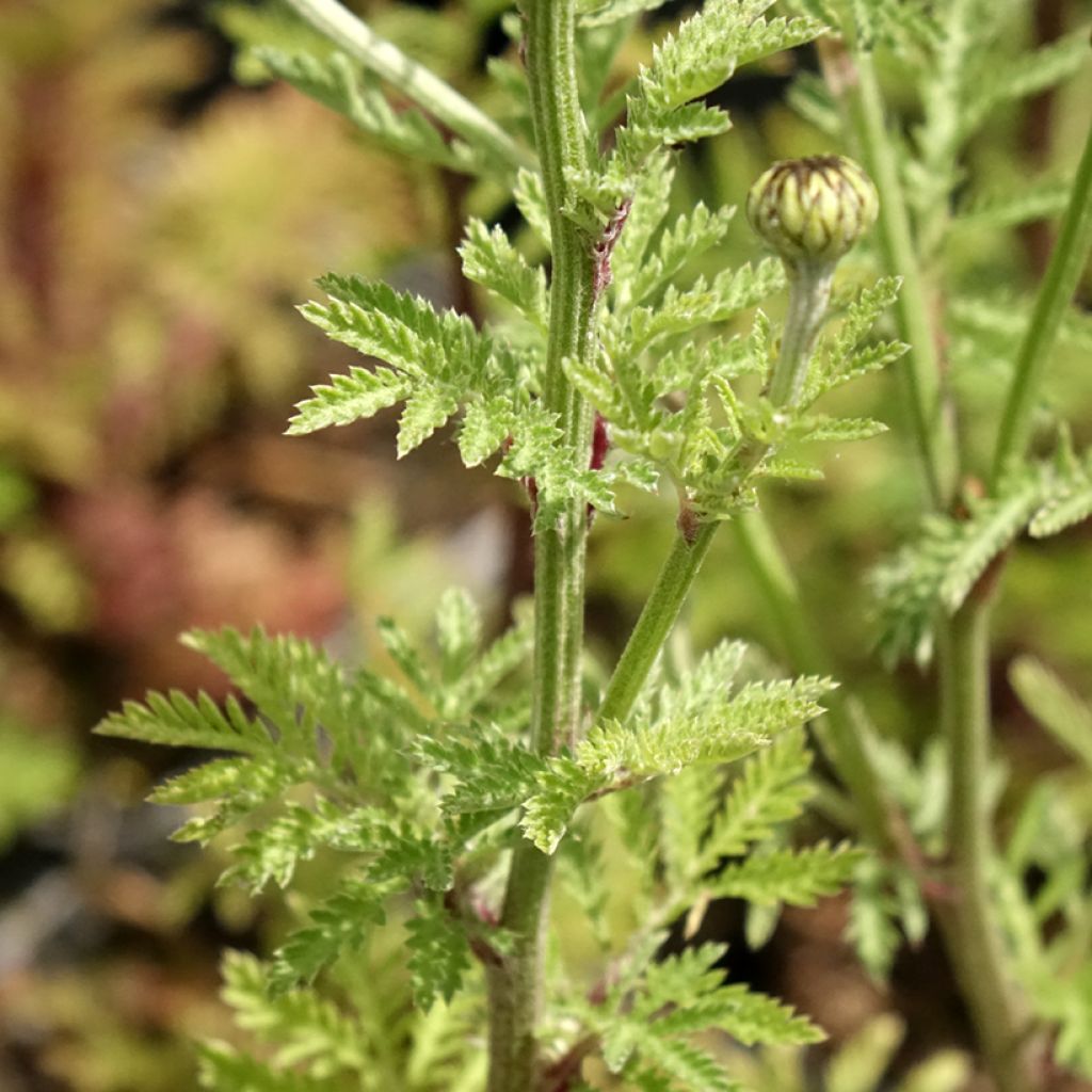 Johanneksensauramo - Anthemis sancti-johannis