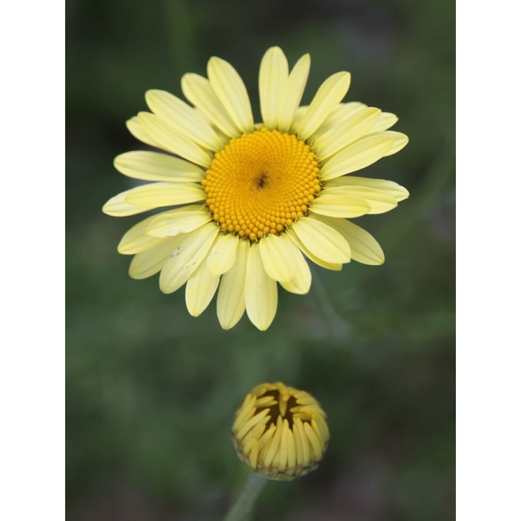 Keltasauramo E.C. Buxton