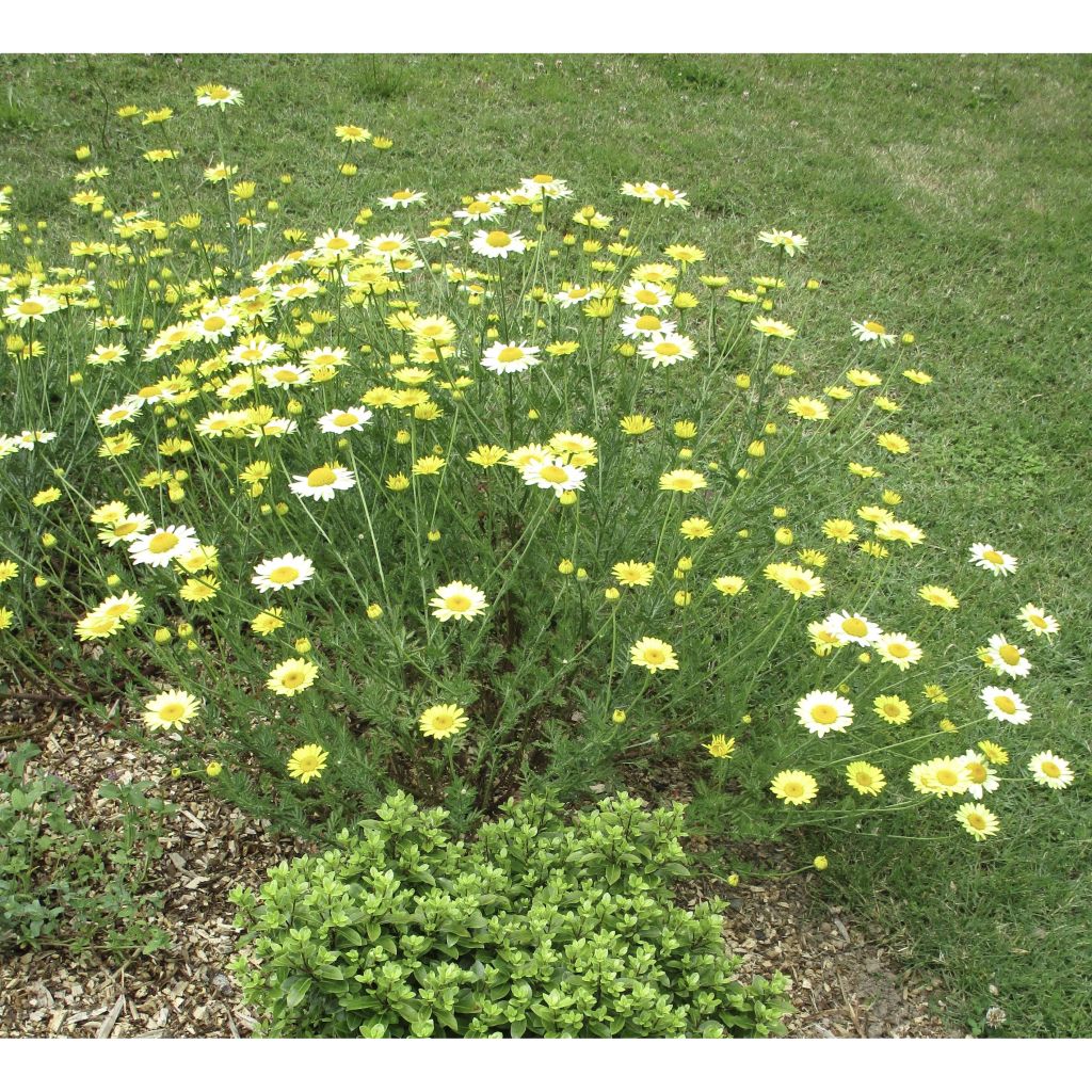Keltasauramo E.C. Buxton