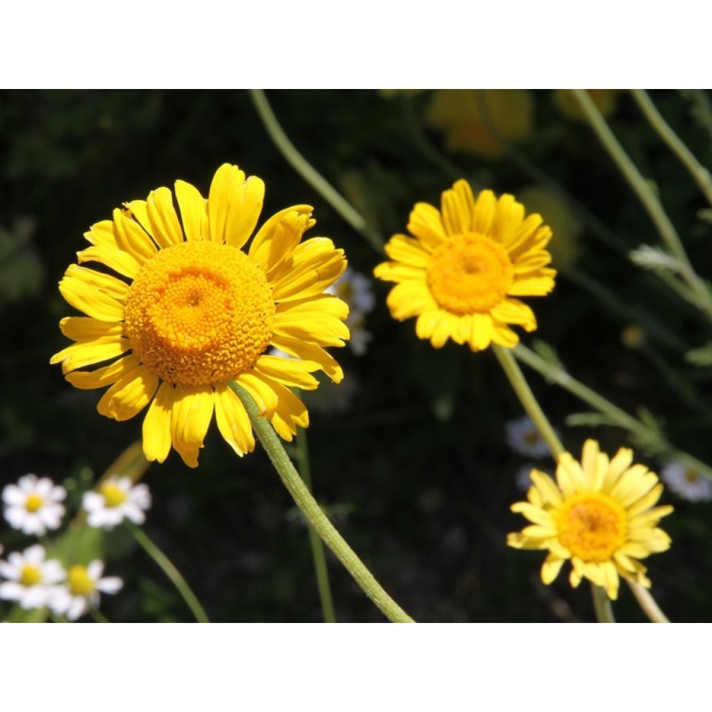 Johanneksensauramo - Anthemis sancti-johannis