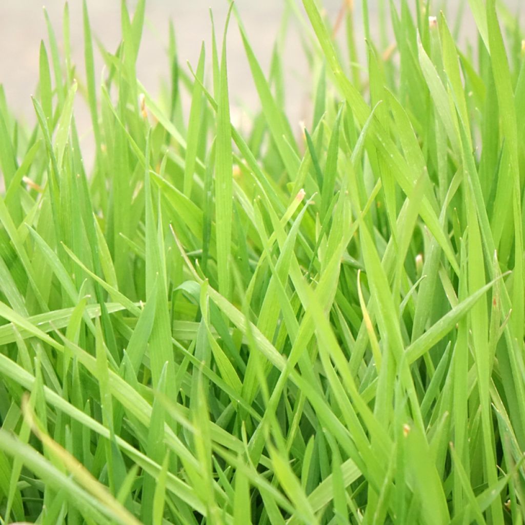 Eteläntuoksusimake - Anthoxanthum odoratum
